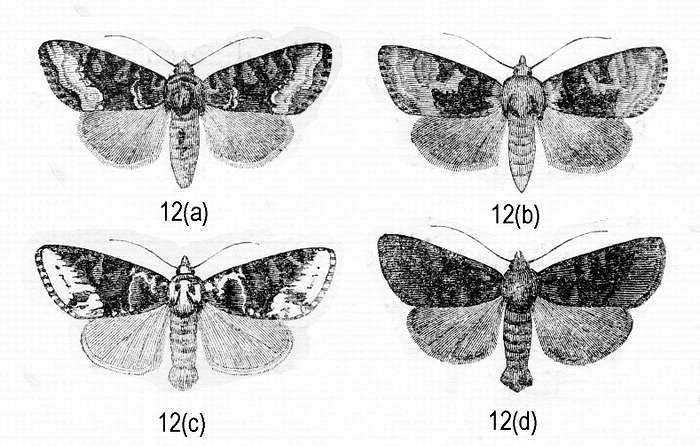 Noctuidae image